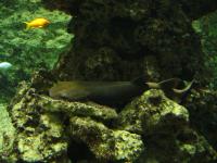 <img200*0:stuff/z/45154/DutchyKiPhotoUpload/P1050357.JPG>