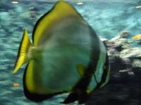 <img200*0:stuff/z/45154/DutchyKiPhotoUpload/P1050360.JPG>