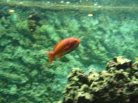 <img200*0:stuff/z/45154/DutchyKiPhotoUpload/P1050361.JPG>