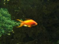 <img200*0:stuff/z/45154/DutchyKiPhotoUpload/P1050362.JPG>