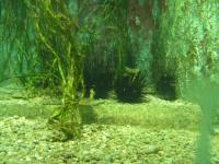 <img200*0:stuff/z/45154/DutchyKiPhotoUpload/P1050364.JPG>