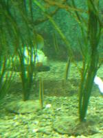 <img150*0:stuff/z/45154/DutchyKiPhotoUpload/P1050366.JPG>