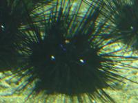 <img200*0:stuff/z/45154/DutchyKiPhotoUpload/P1050367.JPG>