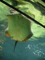 <img150*0:stuff/z/45154/DutchyKiPhotoUpload/P1050378.JPG>