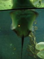 <img150*0:stuff/z/45154/DutchyKiPhotoUpload/P1050381.JPG>