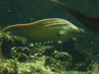 <img200*0:stuff/z/45154/DutchyKiPhotoUpload/P1050383.JPG>