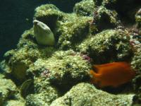 <img200*0:stuff/z/45154/DutchyKiPhotoUpload/P1050385.JPG>