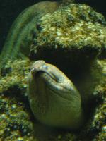<img150*0:stuff/z/45154/DutchyKiPhotoUpload/P1050386.JPG>