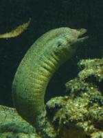 <img150*0:stuff/z/45154/DutchyKiPhotoUpload/P1050387.JPG>