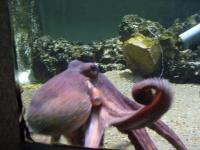 <img200*0:stuff/z/45154/DutchyKiPhotoUpload/P1050391.JPG>