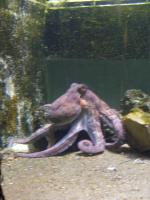 <img150*0:stuff/z/45154/DutchyKiPhotoUpload/P1050393.JPG>