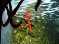 <img200*0:stuff/z/45154/DutchyKiPhotoUpload/P1050394.JPG>