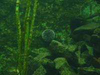 <img200*0:stuff/z/45154/DutchyKiPhotoUpload/P1050395.JPG>