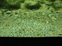 <img200*0:stuff/z/45154/DutchyKiPhotoUpload/P1050397.JPG>