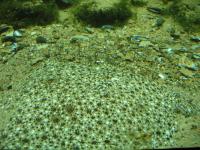 <img200*0:stuff/z/45154/DutchyKiPhotoUpload/P1050399.JPG>