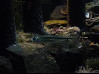 <img200*0:stuff/z/45154/DutchyKiPhotoUpload/P1050402.JPG>