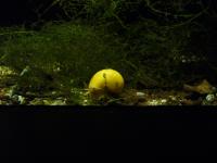 <img200*0:stuff/z/45154/DutchyKiPhotoUpload/P1050405.JPG>