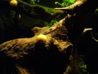 <img200*0:stuff/z/45154/DutchyKiPhotoUpload/P1050406.JPG>