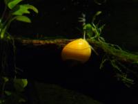 <img200*0:stuff/z/45154/DutchyKiPhotoUpload/P1050407.JPG>