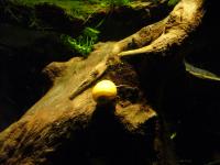 <img200*0:stuff/z/45154/DutchyKiPhotoUpload/P1050408.JPG>