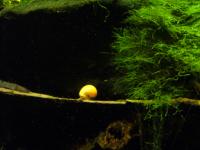 <img200*0:stuff/z/45154/DutchyKiPhotoUpload/P1050409.JPG>