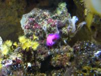 <img200*0:stuff/z/45154/DutchyKiPhotoUpload/P1050411.JPG>