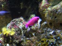 <img200*0:stuff/z/45154/DutchyKiPhotoUpload/P1050412.JPG>