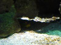 <img200*0:stuff/z/45154/DutchyKiPhotoUpload/P1050413.JPG>