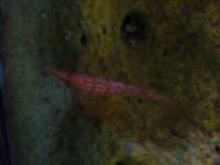 <img200*0:stuff/z/45154/DutchyKiPhotoUpload/P1050414.JPG>