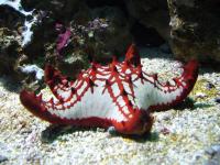 <img200*0:stuff/z/45154/DutchyKiPhotoUpload/P1050415.JPG>
