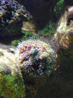 <img150*0:stuff/z/45154/DutchyKiPhotoUpload/P1050416.JPG>