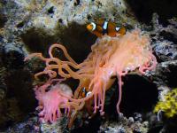 <img200*0:stuff/z/45154/DutchyKiPhotoUpload/P1050417.JPG>