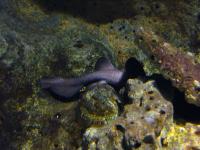 <img200*0:stuff/z/45154/DutchyKiPhotoUpload/P1050418.JPG>