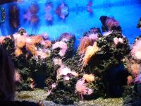 <img200*0:stuff/z/45154/DutchyKiPhotoUpload/P1050421.JPG>