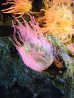 <img150*0:stuff/z/45154/DutchyKiPhotoUpload/P1050422.JPG>