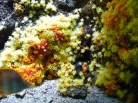 <img200*0:stuff/z/45154/DutchyKiPhotoUpload/P1050423.JPG>