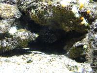 <img200*0:stuff/z/45154/DutchyKiPhotoUpload/P1050424.JPG>