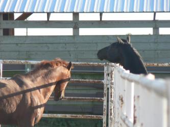 <img0*250:stuff/z/4641/Horses%2520by%2520Lady%2520Di/i1169523943_15.jpg>