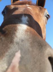 <img0*250:stuff/z/4641/Horses%2520by%2520Lady%2520Di/i1169523943_19.jpg>