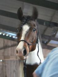 <img0*250:stuff/z/4641/Horses%2520by%2520Lady%2520Di/i1169523943_2.jpg>