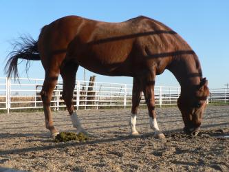 <img0*250:stuff/z/4641/Horses%2520by%2520Lady%2520Di/i1169523943_20.jpg>