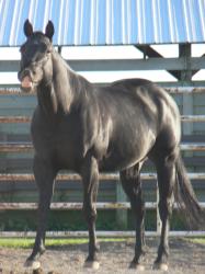 <img0*250:stuff/z/4641/Horses%2520by%2520Lady%2520Di/i1169523943_23.jpg>