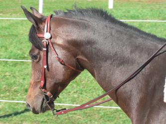 <img0*250:stuff/z/4641/Horses%2520by%2520Lady%2520Di/i1169523943_3.jpg>