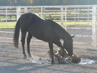 <img0*250:stuff/z/4641/Horses%2520by%2520Lady%2520Di/i1169523943_7.jpg>