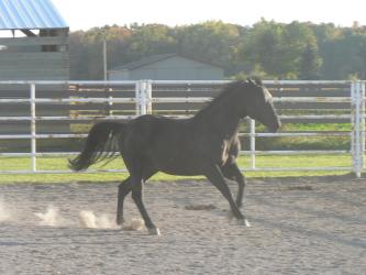 <img0*250:stuff/z/4641/Horses%2520by%2520Lady%2520Di/i1169523943_8.jpg>