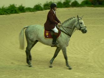 <img0*250:stuff/z/4641/Horses%2520by%2520Lady%2520Di/i1169523943_9.jpg>