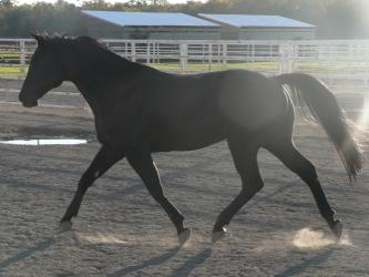 <img0*250:stuff/z/4641/Horses%2520by%2520Lady%2520Di/i1169523944_27.jpg>