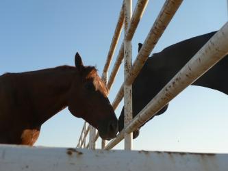 <img0*250:stuff/z/4641/Horses%2520by%2520Lady%2520Di/i1169523944_28.jpg>