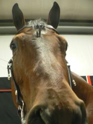 <img0*250:stuff/z/4641/Horses%2520by%2520Lady%2520Di/i1169523944_30.jpg>