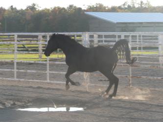 <img0*250:stuff/z/4641/Horses%2520by%2520Lady%2520Di/i1169523944_31.jpg>